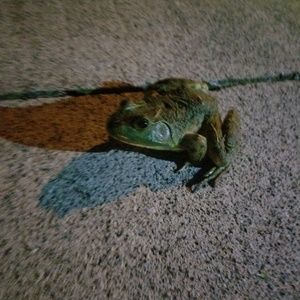 Meet your Posher, Fred